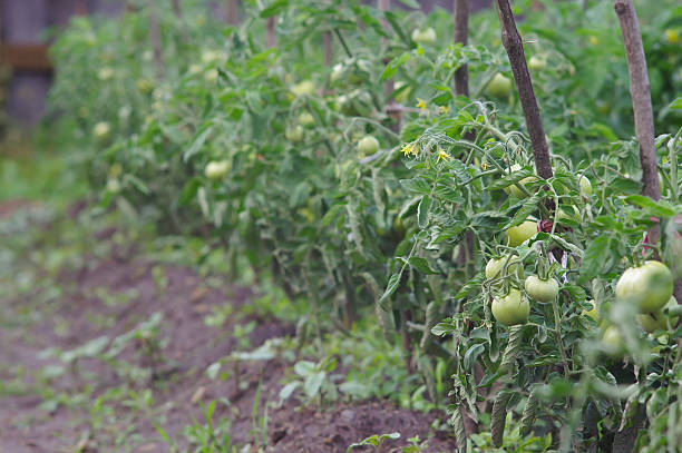 istock Unripe tomatoes growing in the garden 544714602
