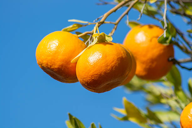 istock Tangerine or mandarin on a tree branch 544714608