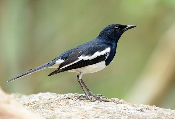 istock male oriental magpie-robin 544715410