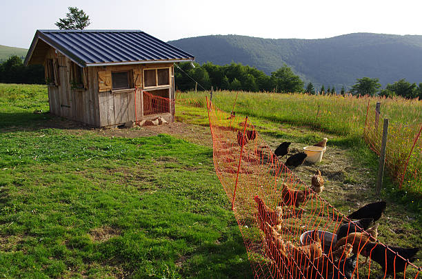 istock Chickens on the farm 544715446