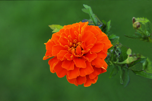 orange,summer,annual flower,green,petal,botany