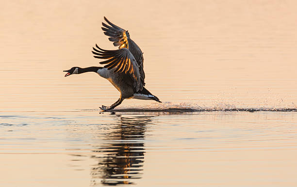 stoppppp - canada goose (branta canadensis) stopping on water - webbed foot imagens e fotografias de stock