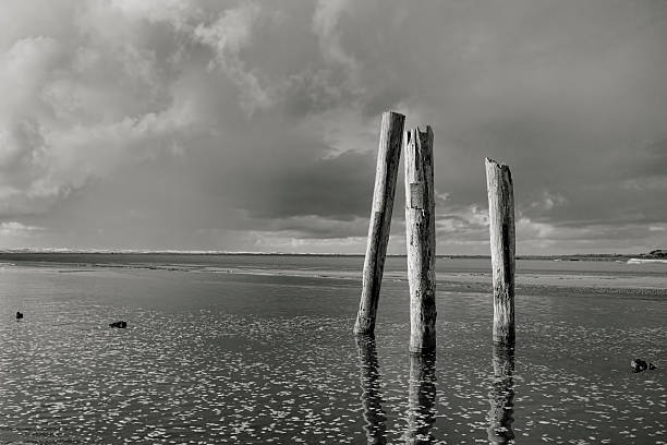 istock B&W of posts in water. 544716912