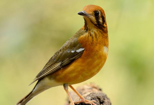 female Orange-headed Thrush (Zoothera citrina) beautiful female Orange-headed Thrush (Zoothera citrina) in Thailand orange headed thrush bird stock pictures, royalty-free photos & images