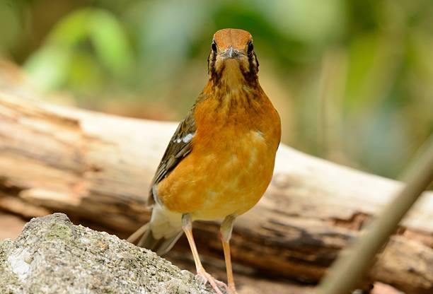 female Orange-headed Thrush (Zoothera citrina) beautiful female Orange-headed Thrush (Zoothera citrina) in Thailand orange headed thrush bird stock pictures, royalty-free photos & images