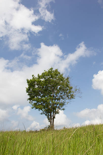 istock Portrait view of tree in grassland 544717450
