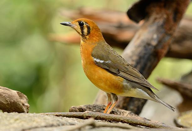 female Orange-headed Thrush (Zoothera citrina) beautiful female Orange-headed Thrush (Zoothera citrina) in Thailand orange headed thrush bird stock pictures, royalty-free photos & images