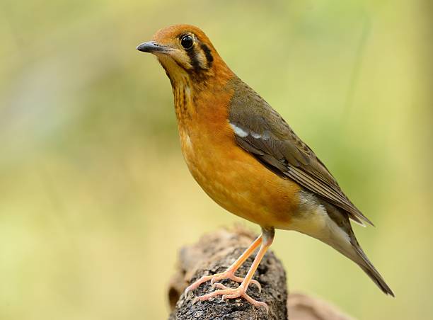 female Orange-headed Thrush (Zoothera citrina) beautiful female Orange-headed Thrush (Zoothera citrina) in Thailand orange headed thrush bird stock pictures, royalty-free photos & images