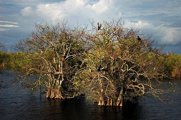 istock Mangroves and Nesting Birds, the Everglades, Florida 544720746