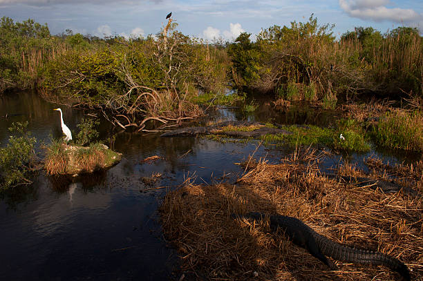 Alligators and Birds in the Everglades, Florida stock photo