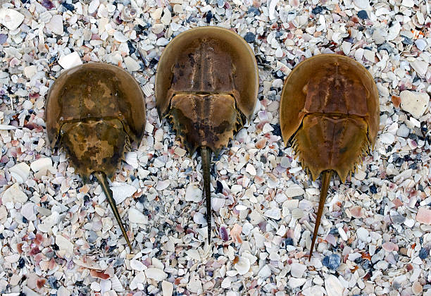 Horseshoe Crabs on Beach stock photo