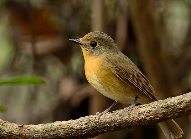 istock female hill blue flycatcher 544721490