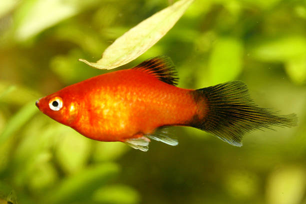 platy  g   (xiphophorus maculatus) - aquaristik imagens e fotografias de stock