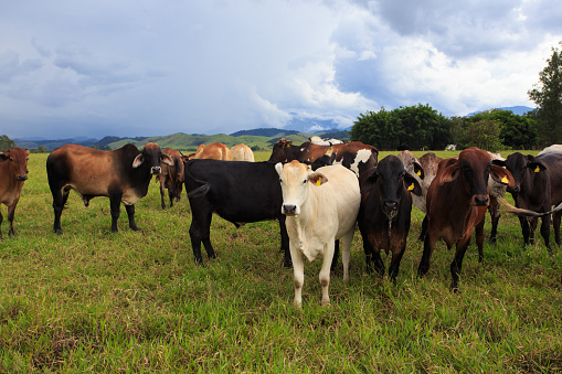 group of pretty brazilian cows on a pasture at the cloudy day