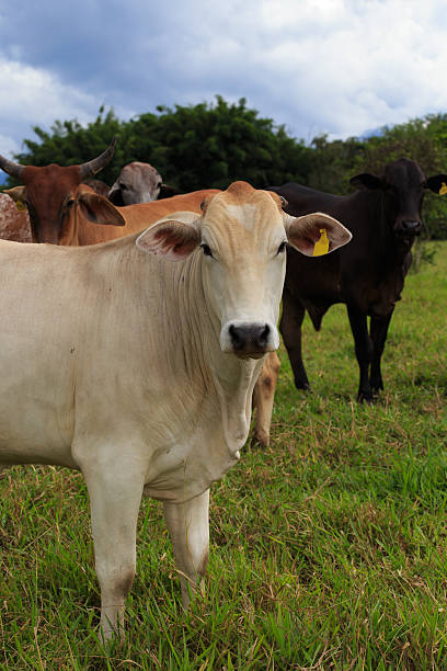 istock brazilian cows on a pasture 544721862
