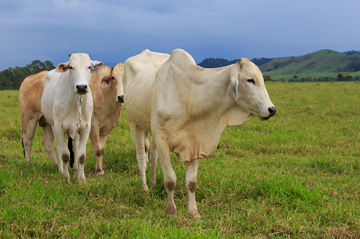 vacas brasileñas en un pasto photo