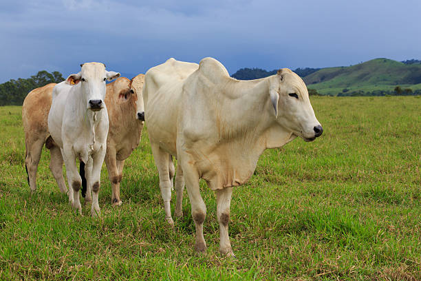 brazylijskie krowy na pastwisku - bydło zebu zdjęcia i obrazy z banku zdjęć