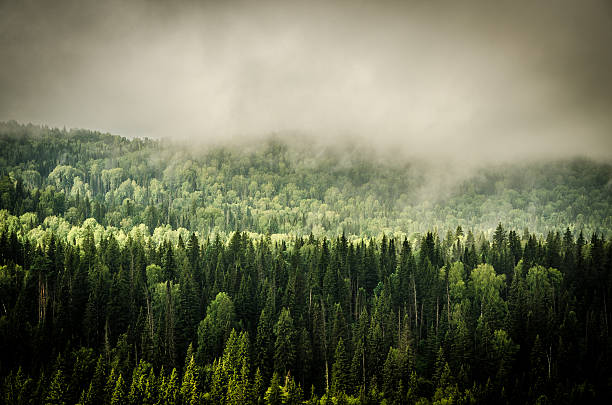 istock thick fog covered with thick coniferous forest 544722254