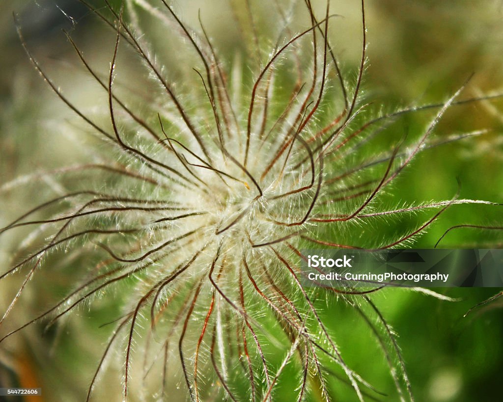 feathery flower close up photo of a feathery flower Close-up Stock Photo