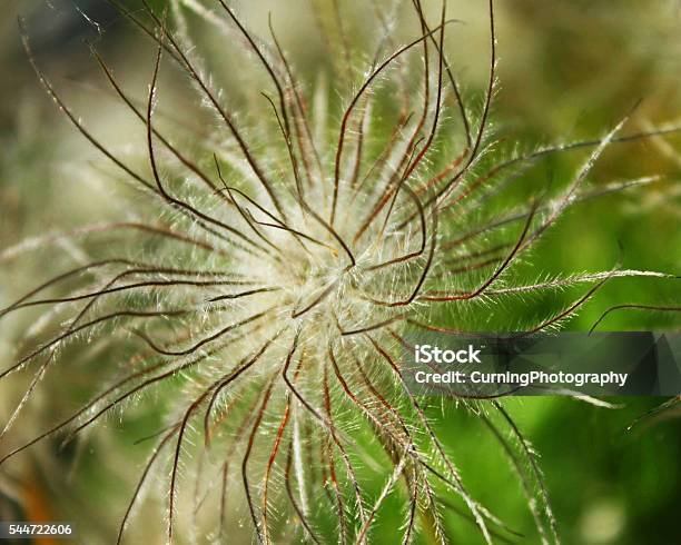 Feathery Flower Stock Photo - Download Image Now - Close-up, Horizontal, Nature