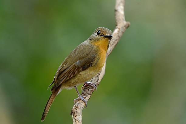 istock female hill blue flycatcher 544722724