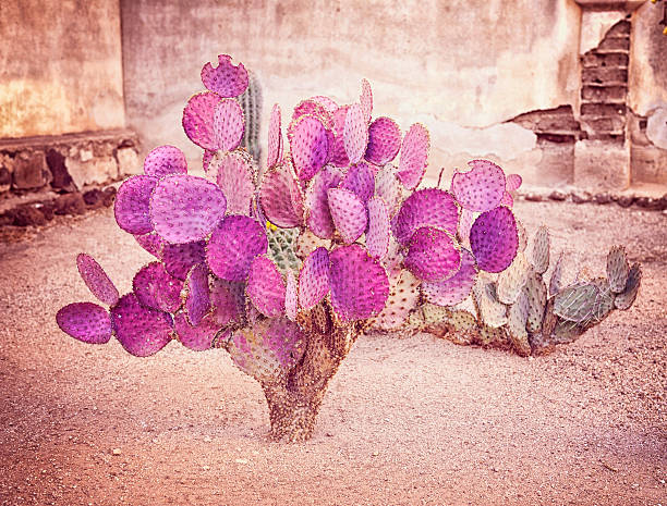 istock Purple Prickly Pear Cactus In Southern Arizona 544722818