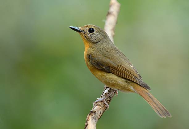 istock female hill blue flycatcher 544722840