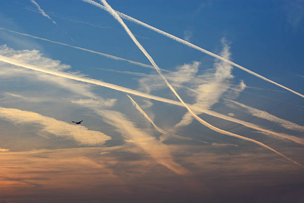 The dawn sun rising highlights the growing problem of aeroplane contrails/vapour trails as a lone seagull traverses the sky.