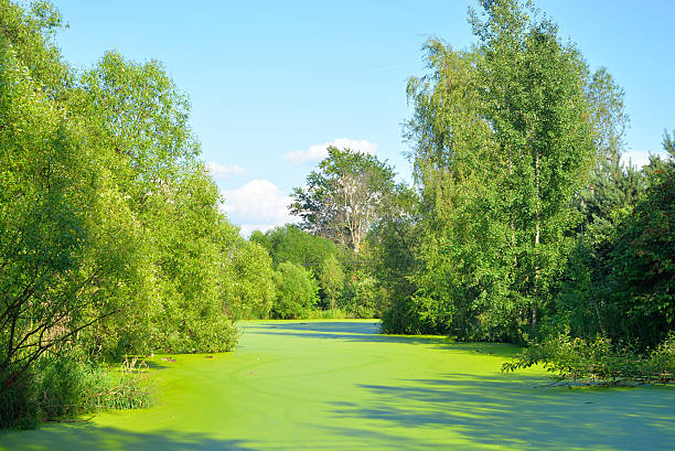 istock Swamp overgrown with duckweed. 544723892