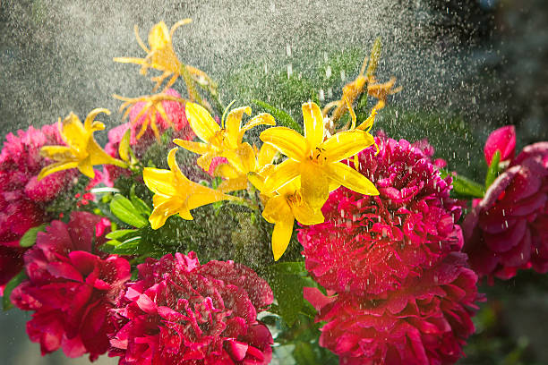 bouquet fiori peonie e gigli - foto stock