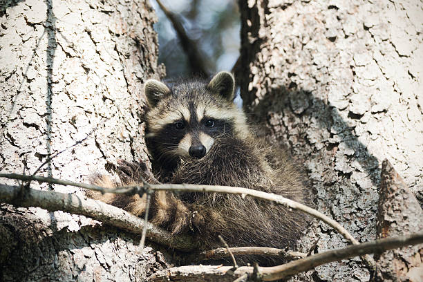 istock Baby Raccoon in a Tree 544725224
