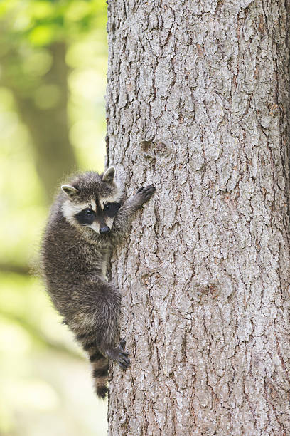 istock Baby Raccoon Climbing a Tree 544725318
