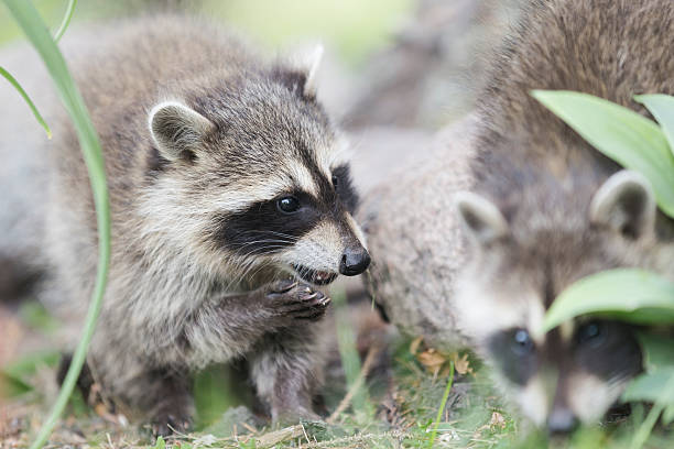 istock Two Baby Raccoons 544725408