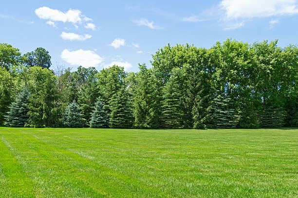Green Grass and Trees Freshly mowed green grass and rows of trees in a garden. picea pungens stock pictures, royalty-free photos & images