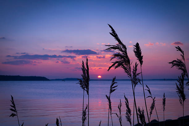 Sunset over Boats in Poole Harbour Purple skies over a Dorset harbour and reeds on the shoreline sandbanks poole harbour stock pictures, royalty-free photos & images