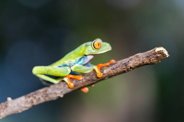 istock Red-Eyed Amazon Tree Frog. Agalychnis callidryas 544726688