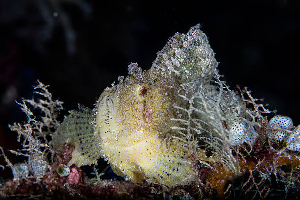 istock Leaf Scorpionfish Laying on Coral Reef 544726850