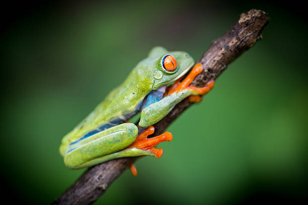 istock Red-Eyed Amazon Tree Frog. Agalychnis callidryas 544727208