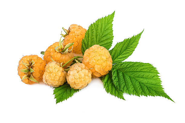 istock Yellow raspberries isolated on white 544727318