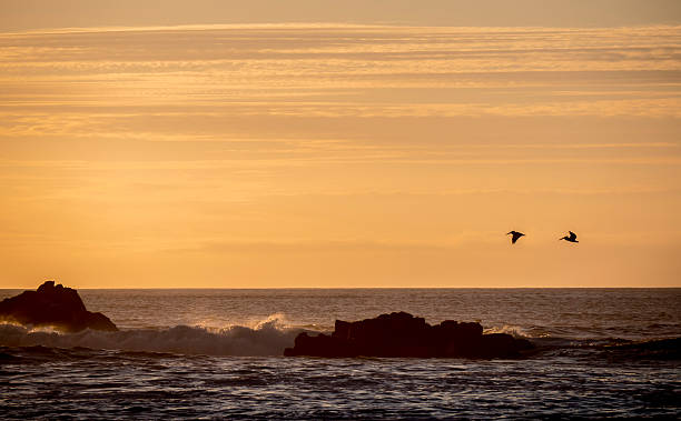 istock Monterey Bay Pelican Sunset 544728056