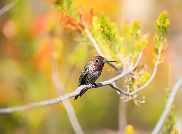 Anna's Hummingbird perched on a branch in a colorful garden.