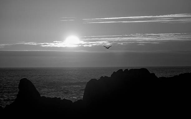 istock Pelican in Flight over ocean. Black and white 544728368