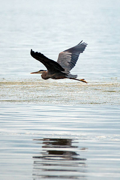 istock Great Blue Heron flying over Joemma Beach tidal waters 544728744