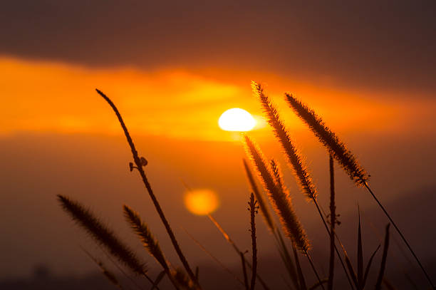 blé au-dessus du milieu du soleil - sunspot photos et images de collection