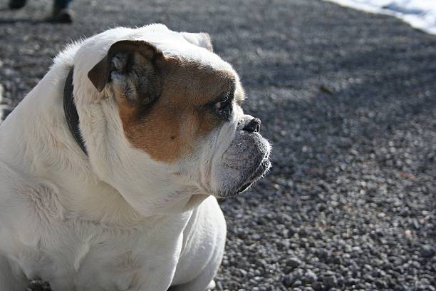 Olde English Bulldogge and her owner
