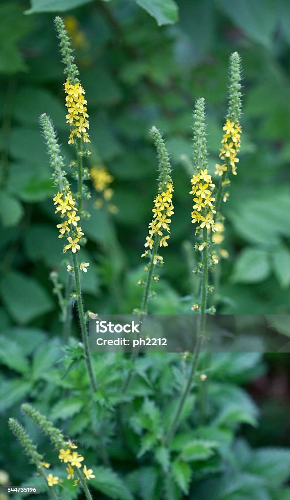Agrimonia Eupatoria Agrimony, Medicinal Herb Agrimonia Eupatoria - Agrimony. A medicinal herb. Flower Stock Photo