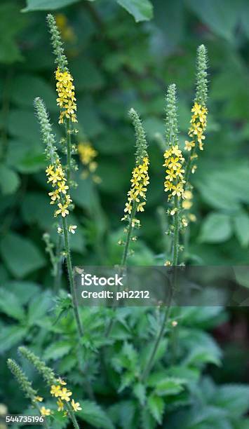 Agrimonia Eupatoria Agrimony Medicinal Herb Stock Photo - Download Image Now - Flower, Denmark, Herbal Medicine