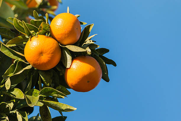 istock ripe satsumas on tree against blue sky 544737594