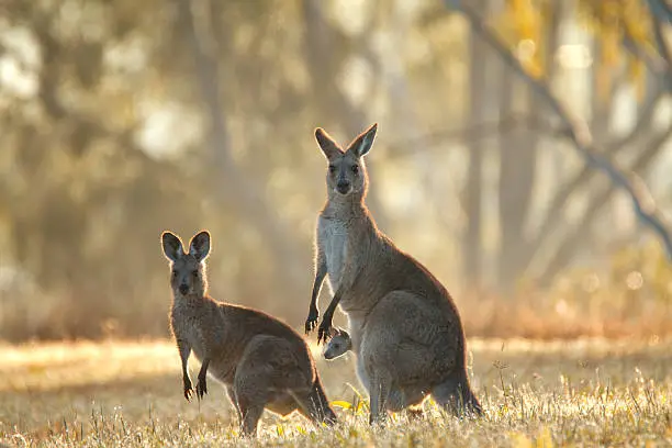 Wild Australian kangaroo family with joey. 