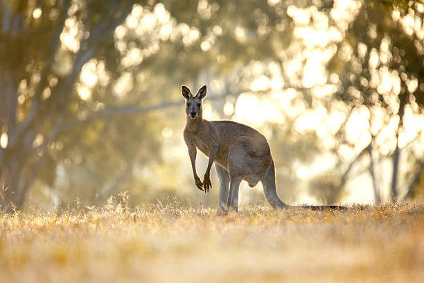 istock Wild Australian Kangaroo Buck 544738116